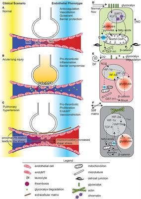 Endothelial Cell Mechano-Metabolomic Coupling to Disease States in the Lung Microvasculature